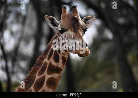Rothschild Giraffe. Giraffe Manor, Nairobi, Kenia. Stockfoto