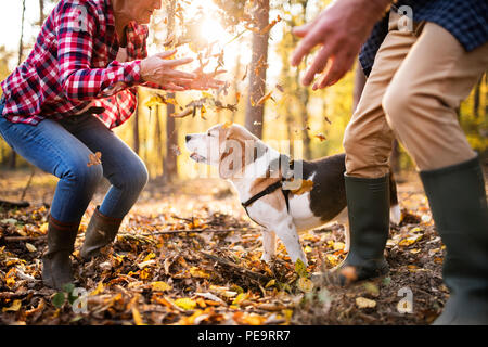 Älteres Ehepaar mit Hund auf einem Spaziergang im Wald. Stockfoto