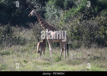 Rothschild Giraffe. Giraffe Manor, Nairobi, Kenia. Stockfoto