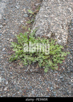 Unkraut, das aus Straßenbelägen oder Straßenpflastersteinen wächst, bricht in städtischer Umgebung auf. Metapher Weedkiller Roundup / Glyphosat, Pflanzen wachsen in Rissen. Stockfoto