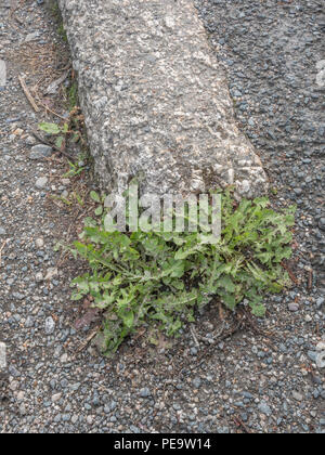 Unkraut, das aus Straßenbelägen oder Straßenpflastersteinen wächst, bricht in städtischer Umgebung auf. Metapher Weedkiller Roundup / Glyphosat, Pflanzen wachsen in Rissen. Stockfoto