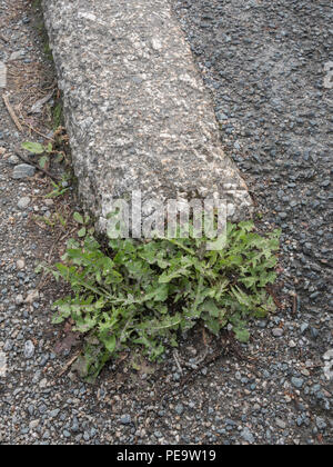 Unkraut, das aus Straßenbelägen oder Straßenpflastersteinen wächst, bricht in städtischer Umgebung auf. Metapher Weedkiller Roundup / Glyphosat, Pflanzen wachsen in Rissen. Stockfoto