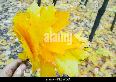 Einen kleinen Strauß gelber Ahornblätter in der Hand vor dem Hintergrund der im Herbst Laub. Stockfoto