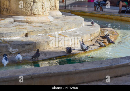 Tauben trinken und baden in einer Stadt Brunnen an einem heißen Sommertag. Stockfoto