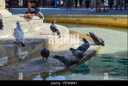 Tauben trinken und baden in einer Stadt Brunnen an einem heißen Sommertag. Stockfoto