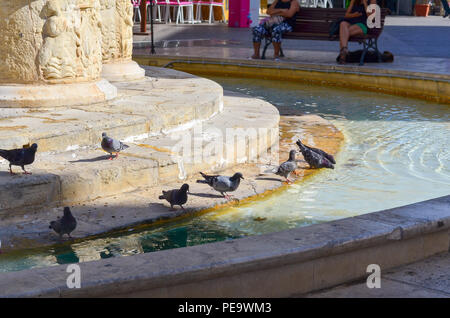 Tauben trinken und baden in einer Stadt Brunnen an einem heißen Sommertag. Stockfoto