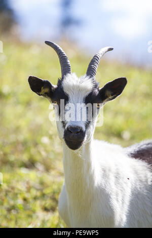 Peacock Ziege, Pfauenziege (Capra aegagrus hircus) Stockfoto