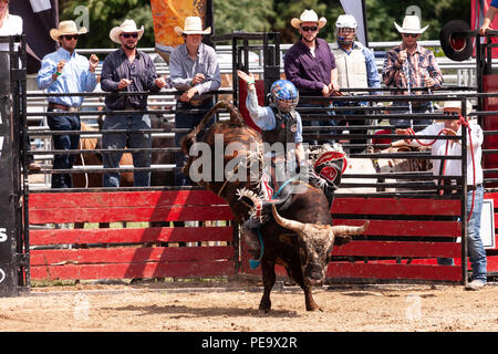 Professionellen Cowboys konkurrieren in den Stier reiten Teil der 2018 Ram Rodeo Tour in Exeter, Ontario, Kanada. Stockfoto