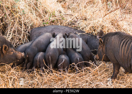 Wildschwein Frischlinge trinken Milch von ihrer Mutter Stockfoto