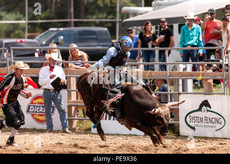 Professionellen Cowboys konkurrieren in den Stier reiten Teil der 2018 Ram Rodeo Tour in Exeter, Ontario, Kanada. Stockfoto