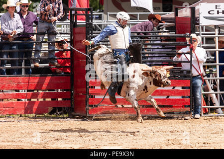 Professionellen Cowboys konkurrieren in den Stier reiten Teil der 2018 Ram Rodeo Tour in Exeter, Ontario, Kanada. Stockfoto