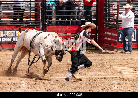 Ein rodeo Clown lenkt ein Stier vom Fahrer während der 2018 Ram Rodeo Tour in Exeter, Ontario, Kanada. Stockfoto