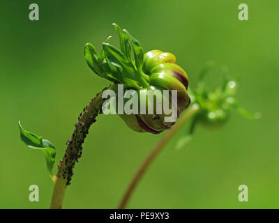 Dahlie Blume mit Schädlingen im Garten auf grünem Hintergrund Stockfoto