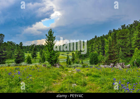 Schönen Sommer Landschaft in Altai Gebirge, Russland, mit crystal Creek, blühende Bergwiese mit bunten Blumen und Nadelwald Stockfoto