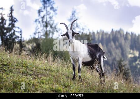 Peacock Ziege, Pfauenziege (Capra aegagrus hircus) Stockfoto