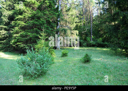 Clearing im Nadelwald mit grünem Gras und jungen Baum Bäume Stockfoto