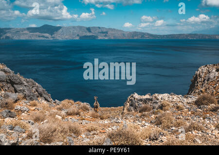 Neugierige Ziegen. Ziegen typisch für Mittelmeer Region mit Blick auf das Meer und die Insel im Hintergrund. Bild auf der griechischen Insel Kreta, bekannt für seine cl Stockfoto