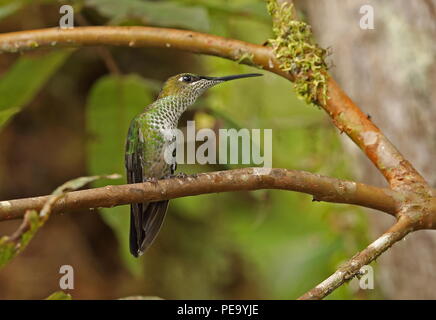 Violett-fronted Brillant (Heliodoxa leadbeateri sagitta) erwachsenen Weibchen auf Zweig Copalinga Lodge, Zamora, Ecuador Februar gehockt Stockfoto