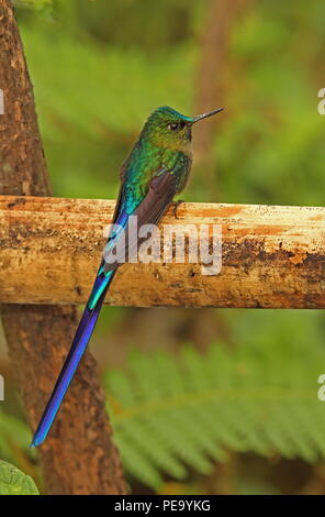 Violett-tailed Sylph (Aglaiocercus Kingii) erwachsenen männlichen auf hölzernen Rampe Vinicio Birdwatchers House, Nono-Mindo Straße, Ecuador Februar gehockt Stockfoto