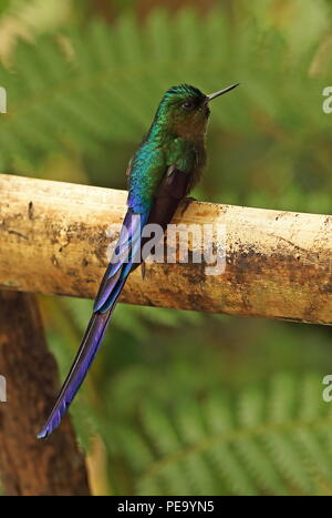 Violett-tailed Sylph (Aglaiocercus Kingii) erwachsenen männlichen auf hölzernen Rampe Vinicio Birdwatchers House, Nono-Mindo Straße, Ecuador Februar gehockt Stockfoto