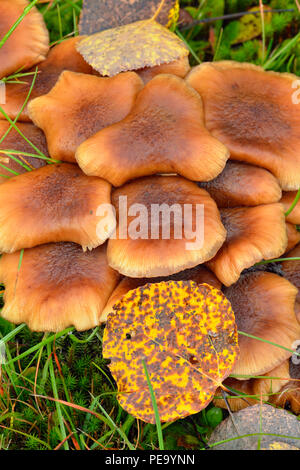 Honig Pilz (Armillaria spp) Fruchtkörper, mit Zittern, Populus tremuloides Aspen, gefallenen Blatt, grössere Sudbury, Ontario, Kanada Stockfoto