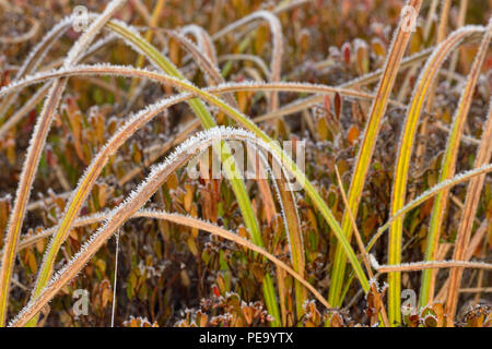 Frosted marsh Gräser, grössere Sudbury, Ontario, Kanada Stockfoto