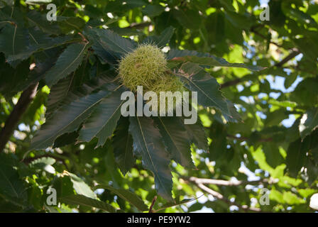 Rohe Kastanie Igel auf Chestnut Tree Branches in Spanien Stockfoto