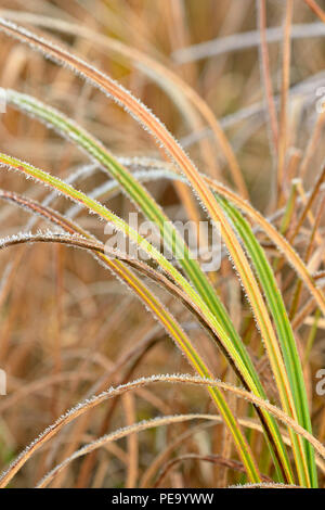 Frosted marsh Gräser, grössere Sudbury, Ontario, Kanada Stockfoto