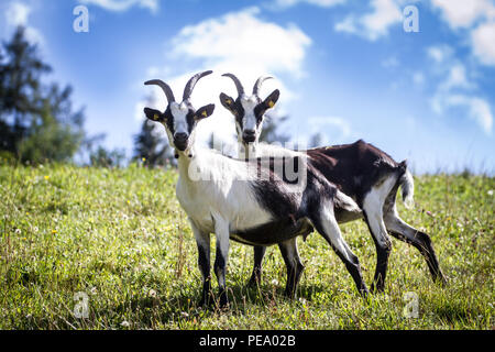 Peacock Ziege, Pfauenziege (Capra aegagrus hircus) Stockfoto