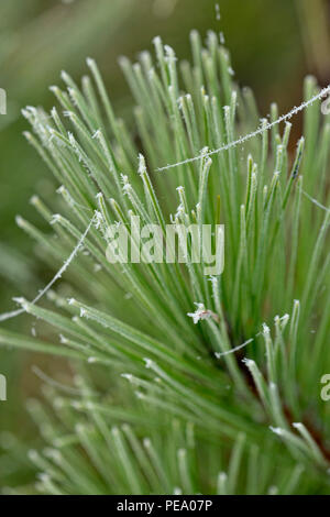 Frosted Spinnenseide hängen von Red Pine Needles, Greater Sudbury, Ontario, Kanada Stockfoto