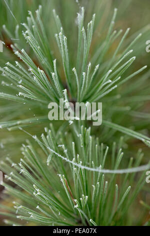 Frosted Spinnenseide hängen von Red Pine Needles, Greater Sudbury, Ontario, Kanada Stockfoto