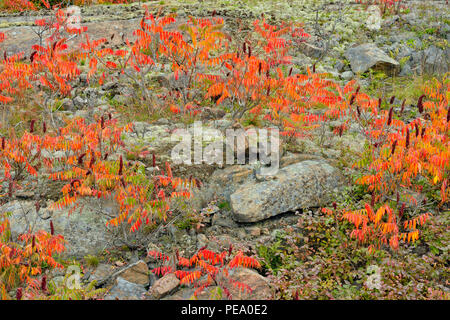 Felsvorsprung mit Herbst staghorn Sumac (Rhus typhina), French River, Ontario, Kanada Stockfoto