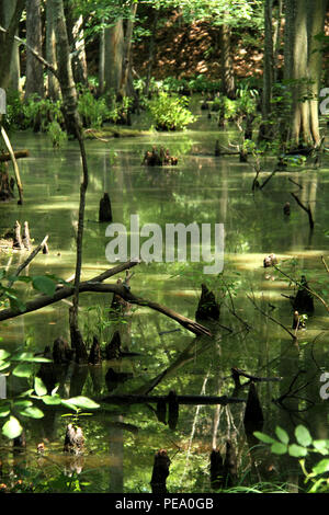 Kahlen Zypressen wachsen im Sumpf. Chippokes Plantation State Park, Virginia. Stockfoto