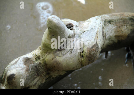 Das Knie der Glatze wurde von Natur aus mit einem menschlichen Aussehen geformt. Chippokes Plantation State Park, VA, USA. Stockfoto
