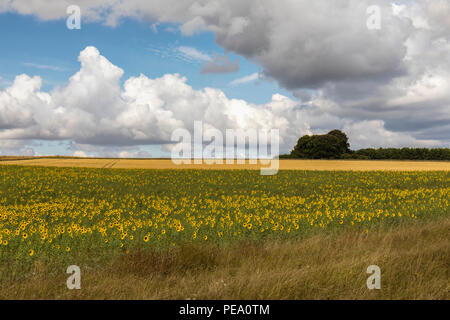 Sonnenblumen wachsen auf einem Feld zwischen Tilshead & Shrewton, Wiltshire, England, Großbritannien Stockfoto