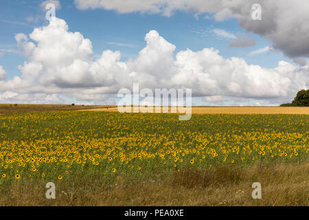 Sonnenblumen wachsen auf einem Feld zwischen Tilshead & Shrewton, Wiltshire, England, Großbritannien Stockfoto