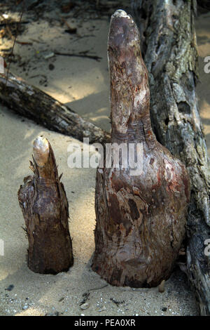 Glatze Cypress' ungerade geformte Knie. Chippokes Plantation State Park, VA, USA. Stockfoto