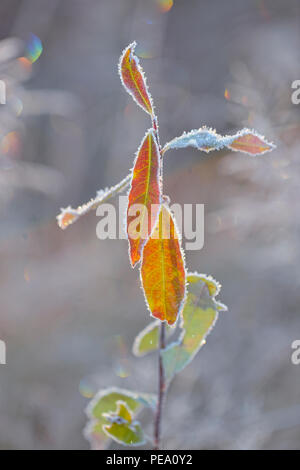 Frosted willow Blatt im Herbst, Greater Sudbury, Ontario, Kanada Stockfoto