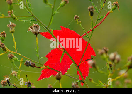 Red Maple (Acer rubrum) Blatt und Aster, Blumen, grössere Sudbury, Ontario, Kanada Stockfoto