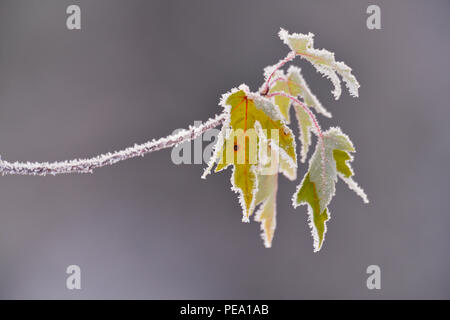 Frosted Maple Leaves (Acer spp.), Greater Sudbury, Ontario, Kanada Stockfoto