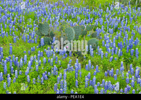 Texas Bluebonnets, Feigenkakteen und Mesquite entlang Hwy 71, Llano County, Texas, USA Stockfoto