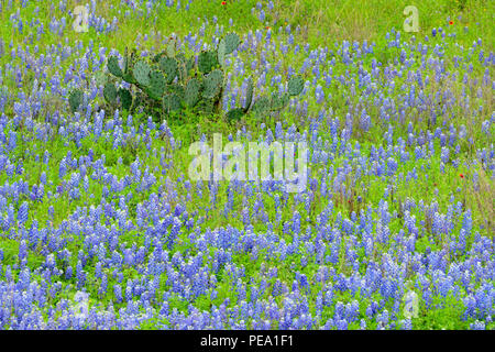 Wildblumen am Straßenrand entlang TS SH 71 mit Bluebonnets und Kaktus, Llano County, Texas, USA Stockfoto