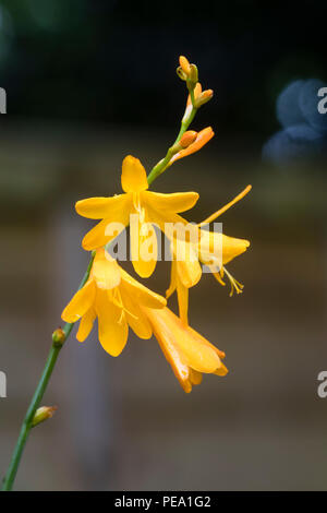 Klein, Gelb, Lily wie Blumen der Hardy, Spätsommer blühende montbretia, Crocosmia x crocosmiiflora 'George Davison Stockfoto