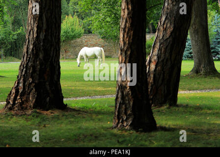 Einsame weiße Pferd weiden hinter den Bäumen Stockfoto