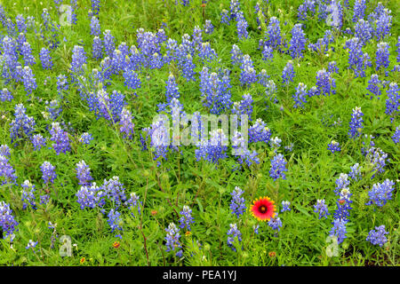 Texas bluebonnet (Lupinus subcarnosus) mit einem einzigen Feuerrad/Indischen Decke, Llano County CR310, Texas, USA Stockfoto