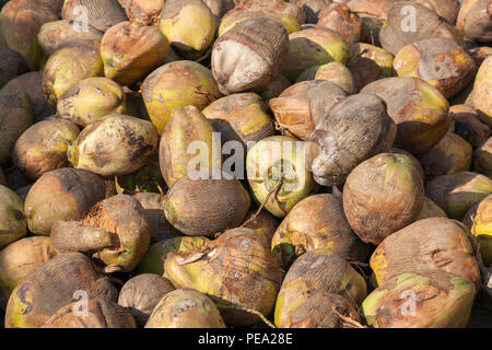 Stapel von Kokosnüssen auf einem Markt in Togo, Afrika Stockfoto