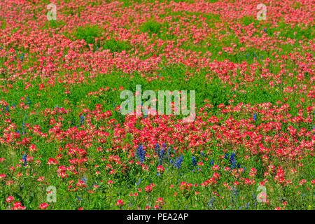Am Straßenrand Wildblumen mit Texas Pinsel (Castilleja Indivisa) und sandyland Bluebonnets, Highway 97 in der Nähe von Stockdale, Texas, USA Stockfoto
