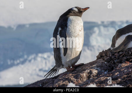 Gentoo Pinguin auf einem felsigen Hang in der Antarktis stehen Stockfoto