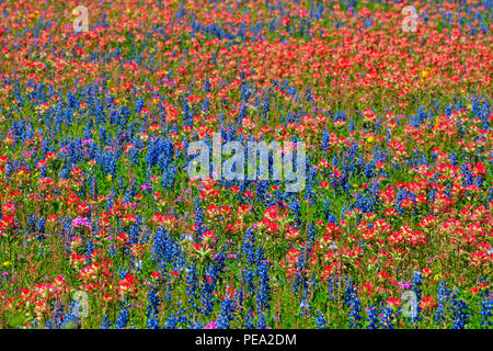 Am Straßenrand Wildblumen mit Texas Pinsel (Castilleja Indivisa) und sandyland Bluebonnets, Highway 97 in der Nähe von Stockdale, Texas, USA Stockfoto