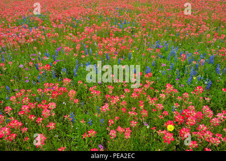 Am Straßenrand Wildblumen mit Texas Pinsel (Castilleja Indivisa) und sandyland Bluebonnets, Stockdale, Texas, USA Stockfoto